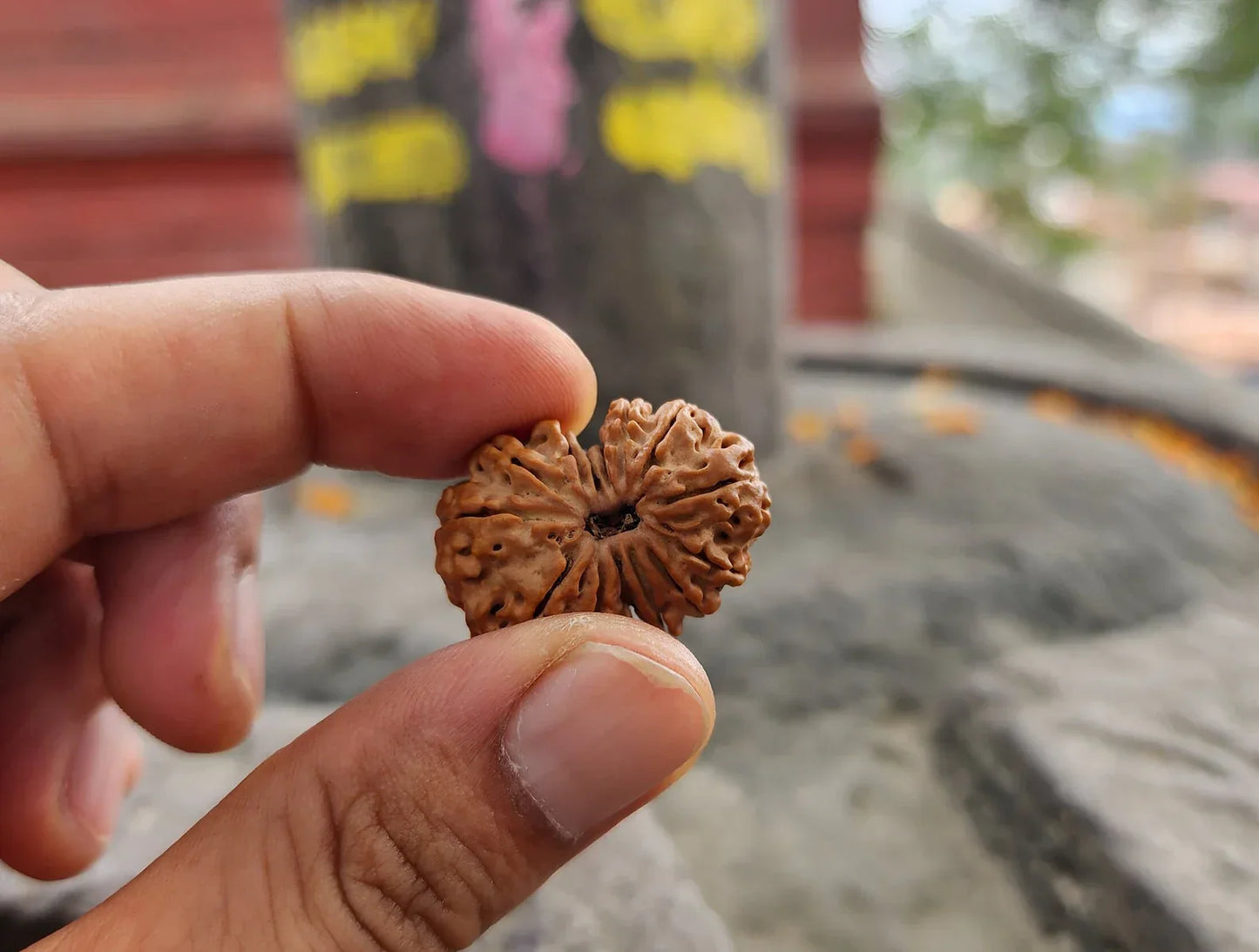12 Mukhi