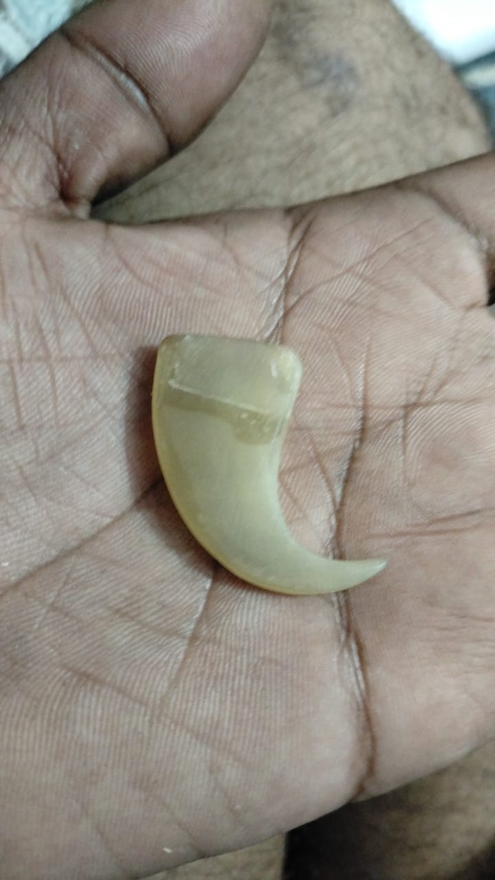 🦁 Natural Lion Claw Pair Pendants – Symbol of Power &amp; Protection