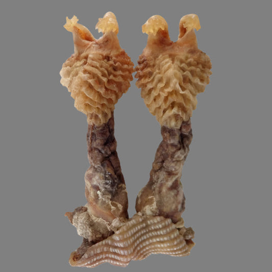 Original Hatha Jodi (Rare) – Used in Tantra & Vedic Rituals